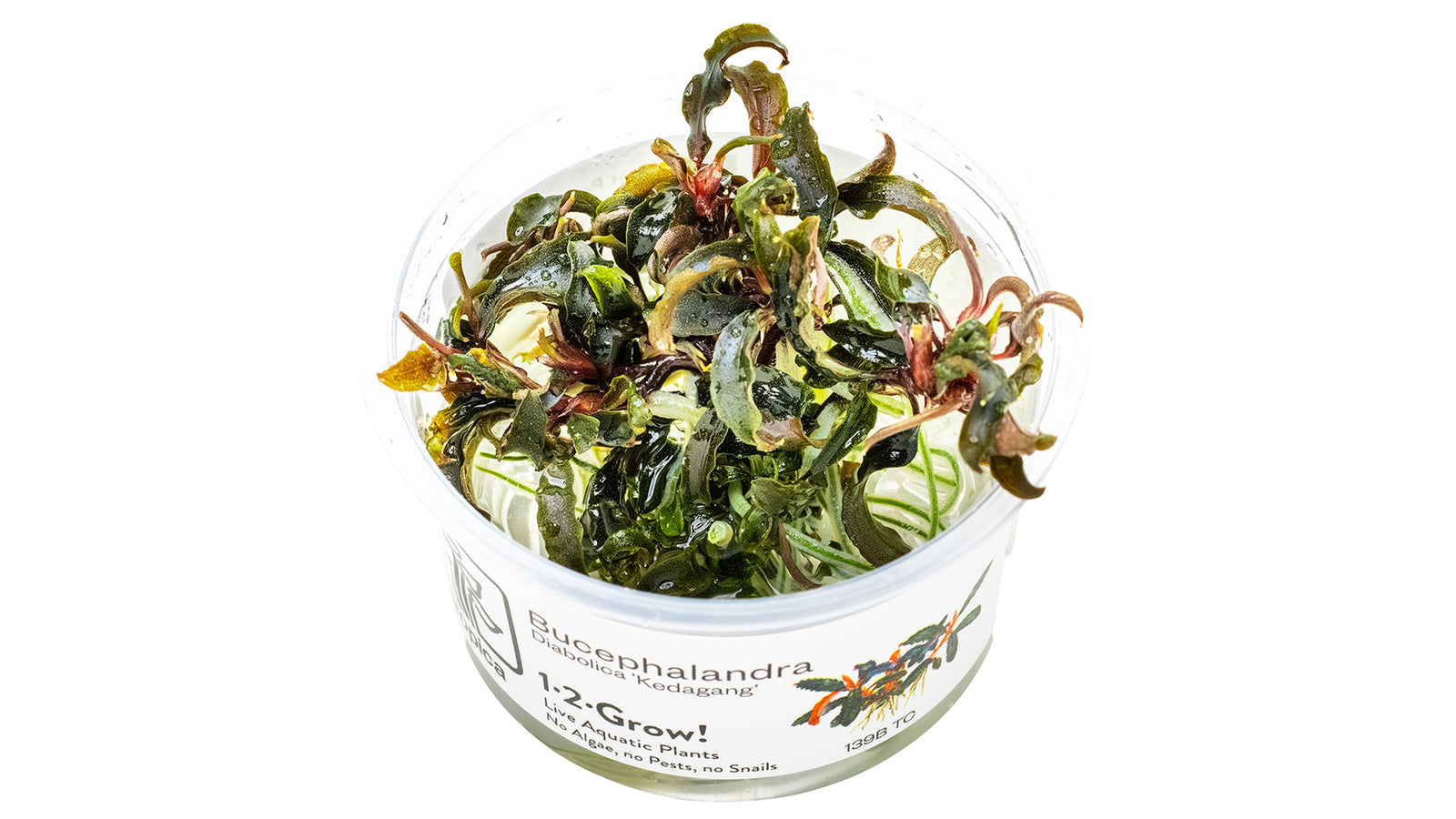 Bucephalandra 'Kedagang' InVitro