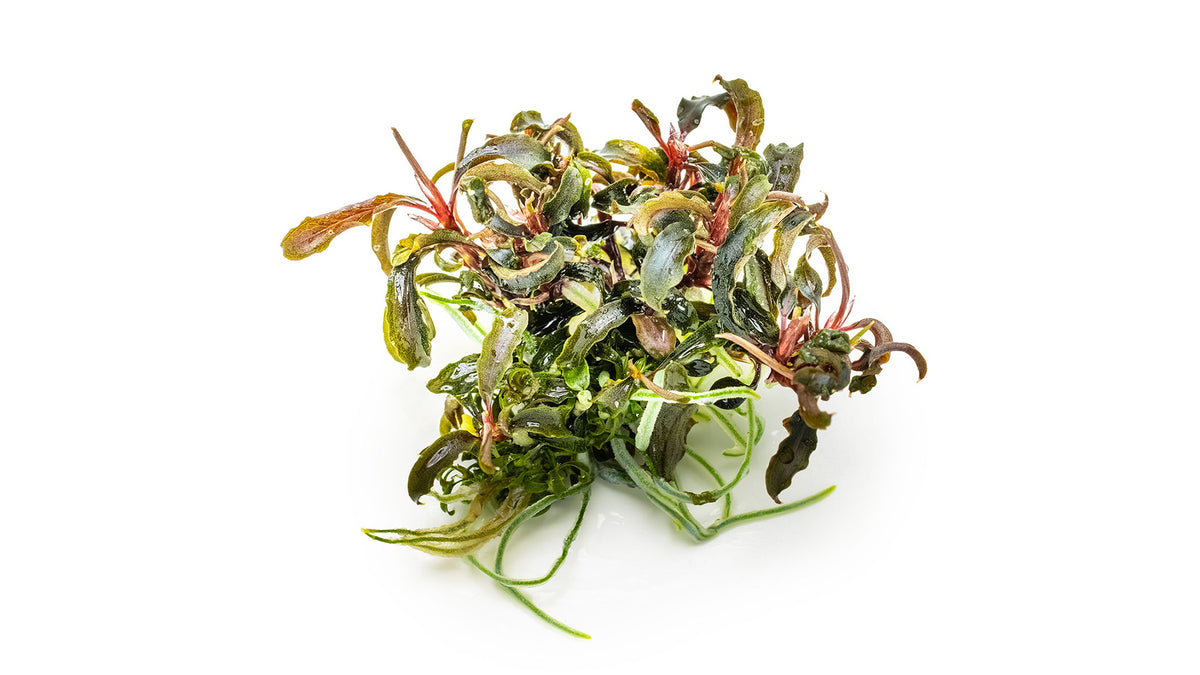 Bucephalandra &#39;Kedagang&#39; von der Seite