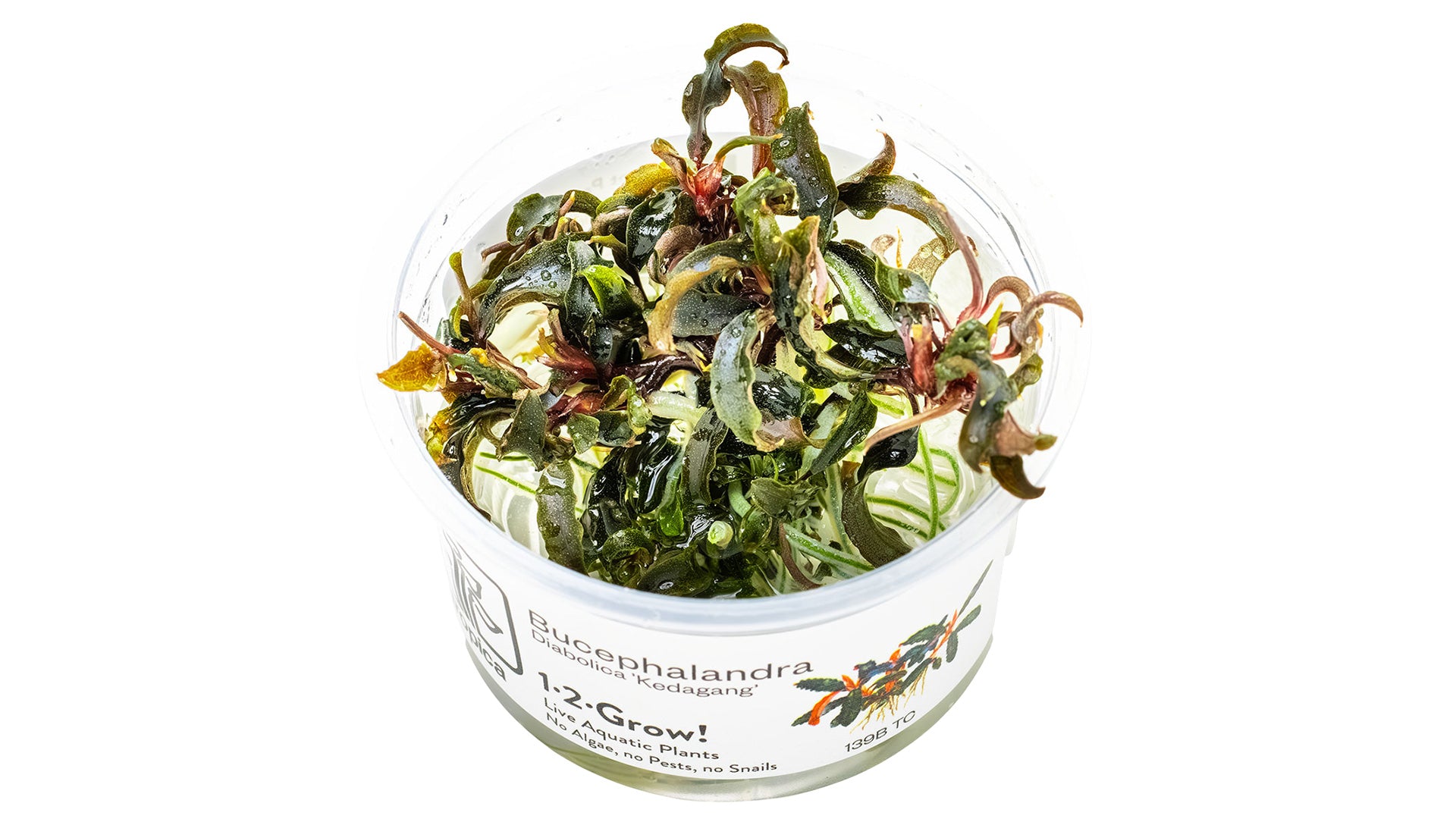 Bucephalandra 'Kedagang' InVitro