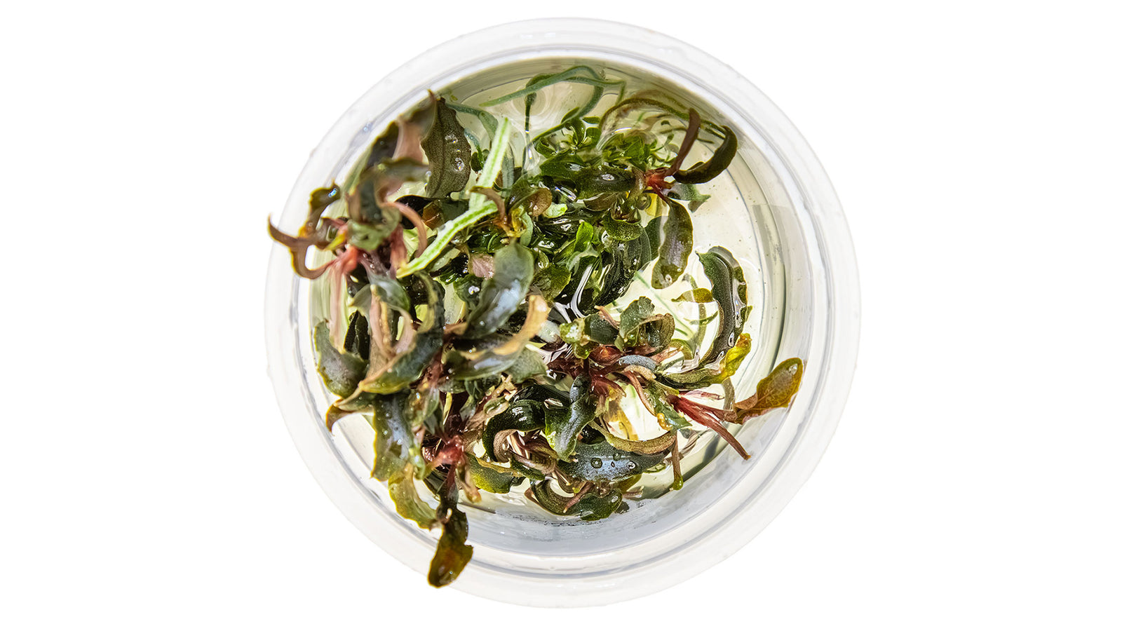 Bucephalandra 'Kedagang' InVitro