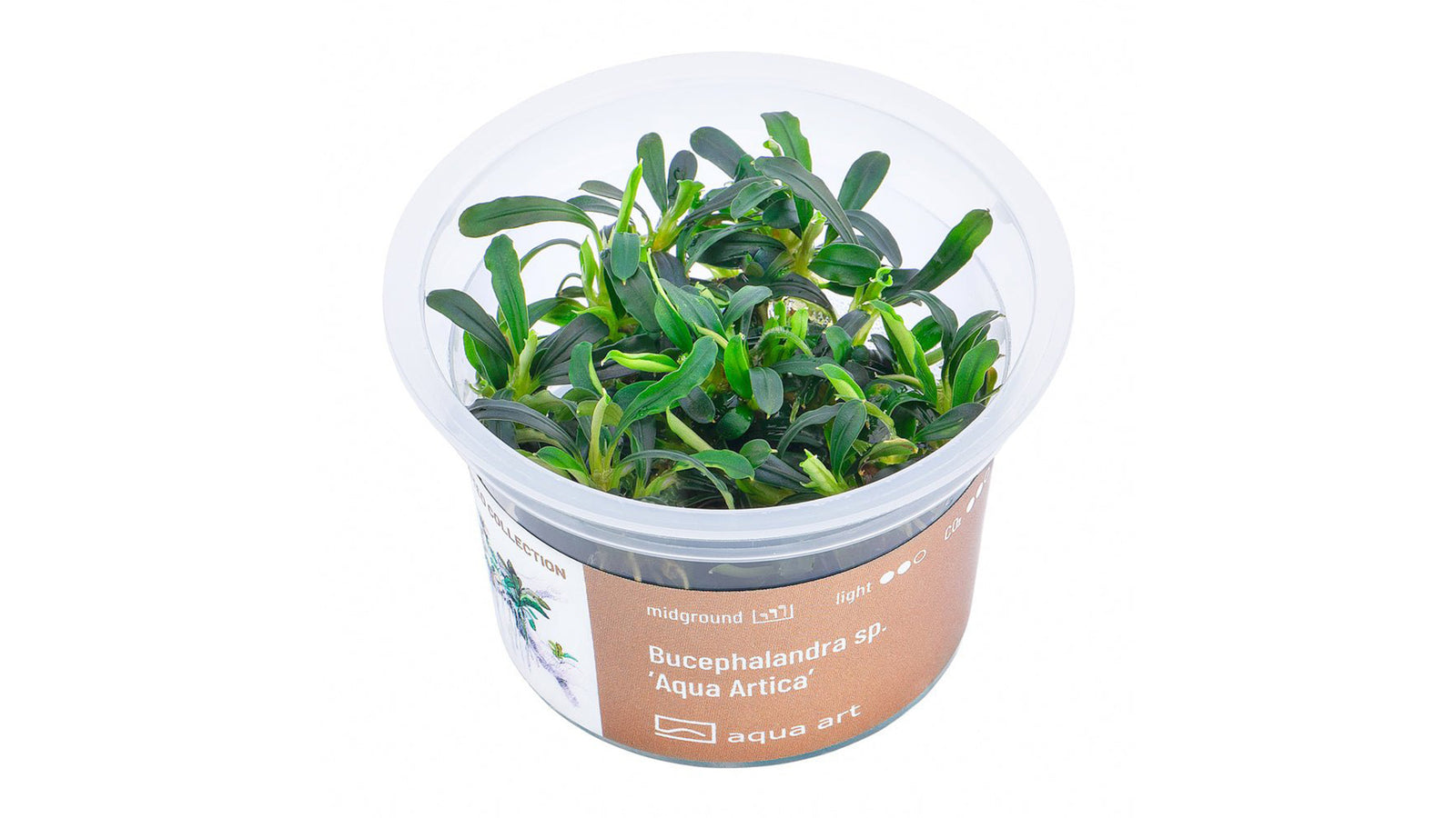 Bucephalandra sp. ’Aqua Artica’ - InVitro