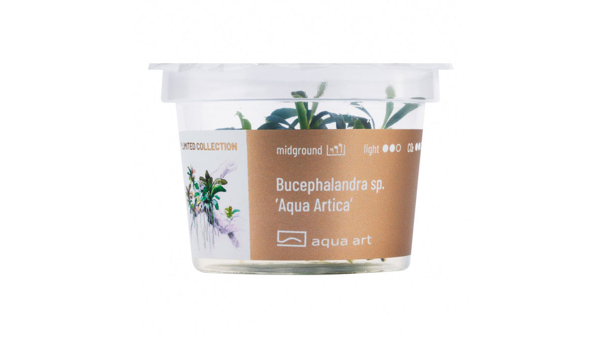 Bucephalandra sp. ’Aqua Artica’ - InVitro