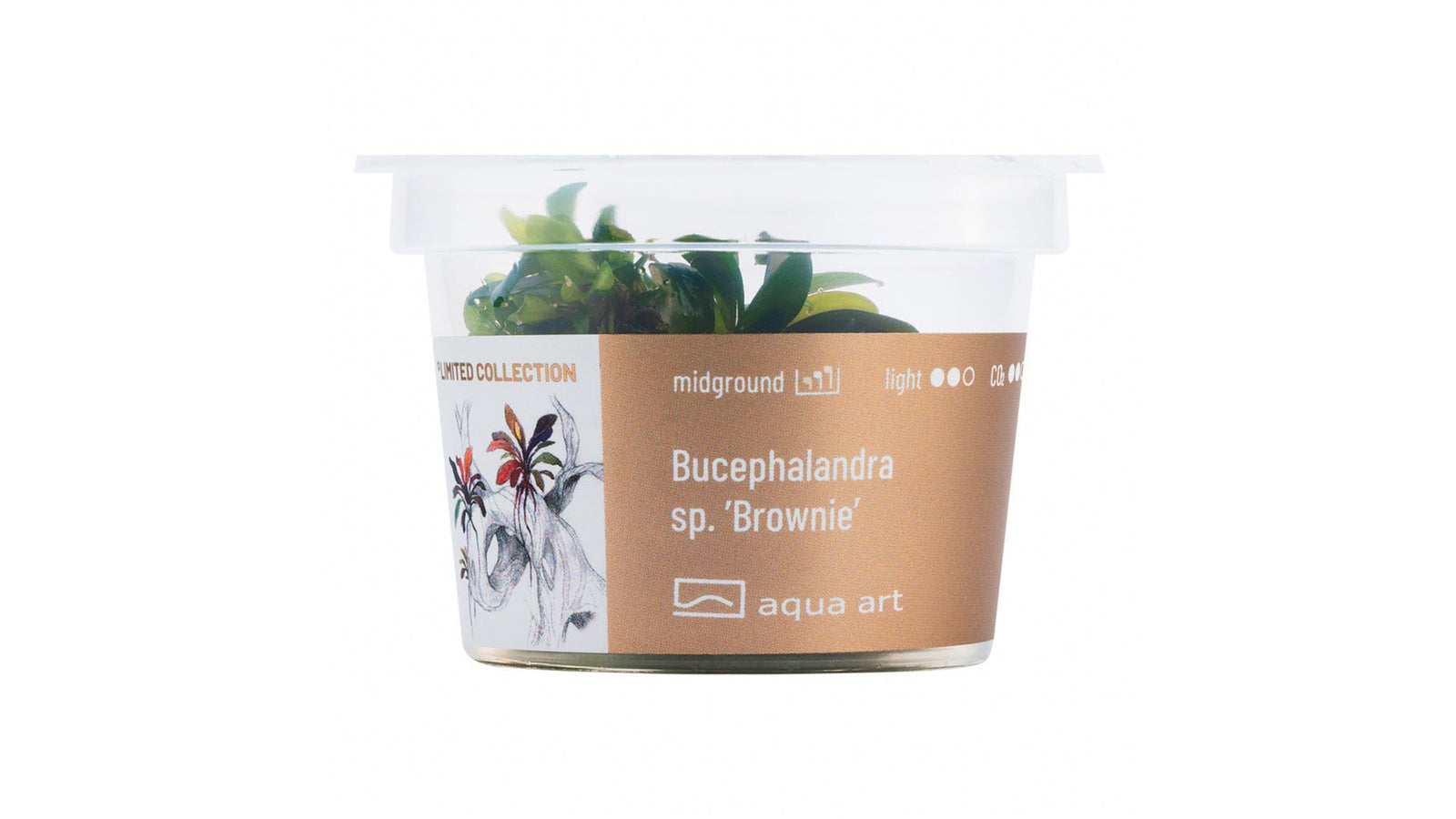 Bucephalandra sp. ’Brownie’ - InVitro