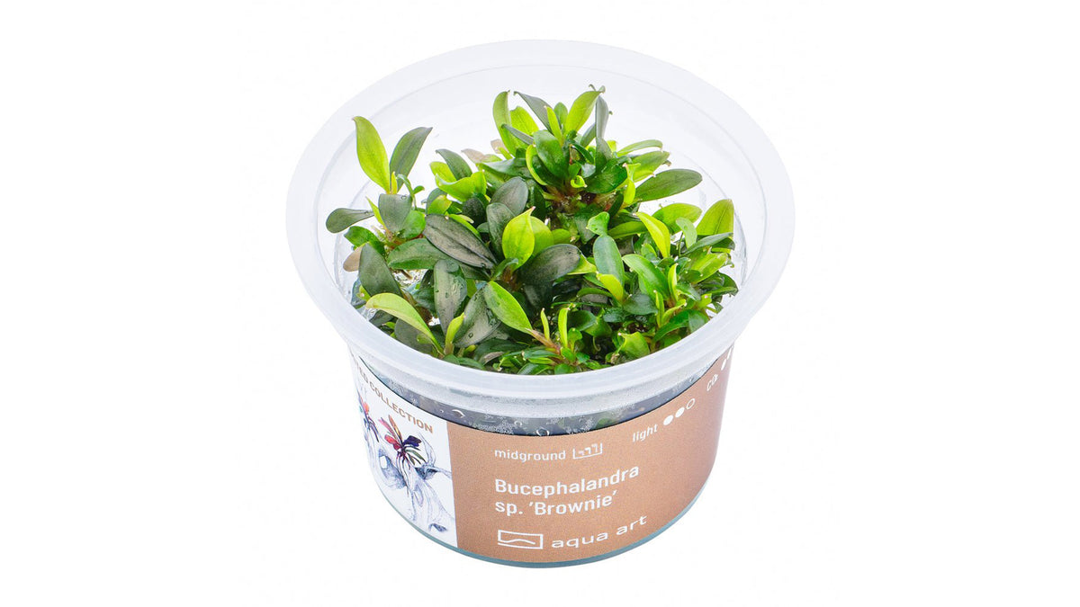 Bucephalandra sp. ’Brownie’ - InVitro