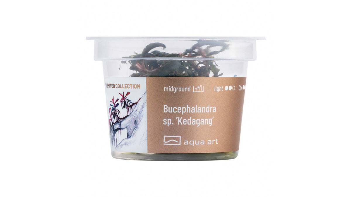 Bucephalandra sp. ’Kedagang’ - InVitro