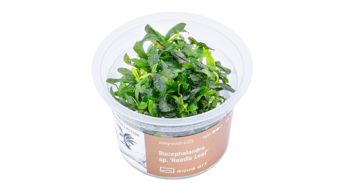 Bucephalandra sp. ’Needle Leaf’ - InVitro