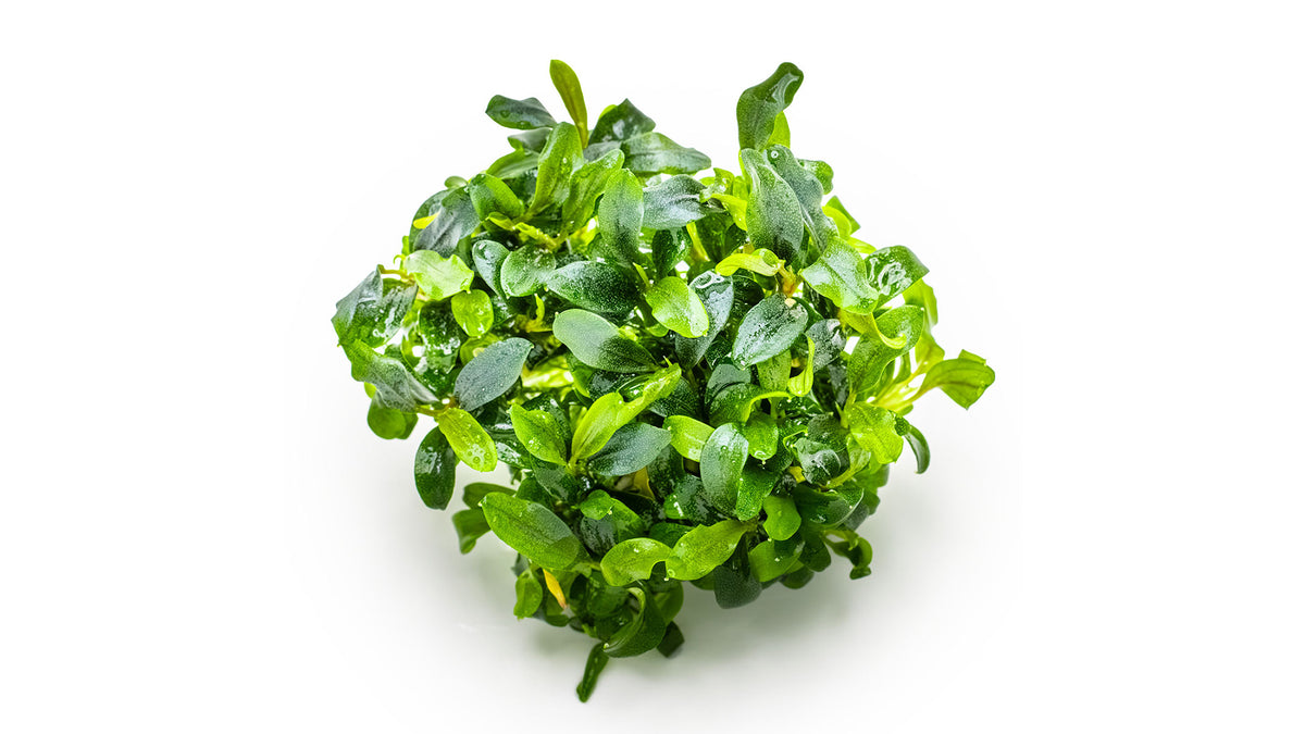 Bucephalandra sp. &#39;Needle Leaf&#39; ohne Invitro Becher