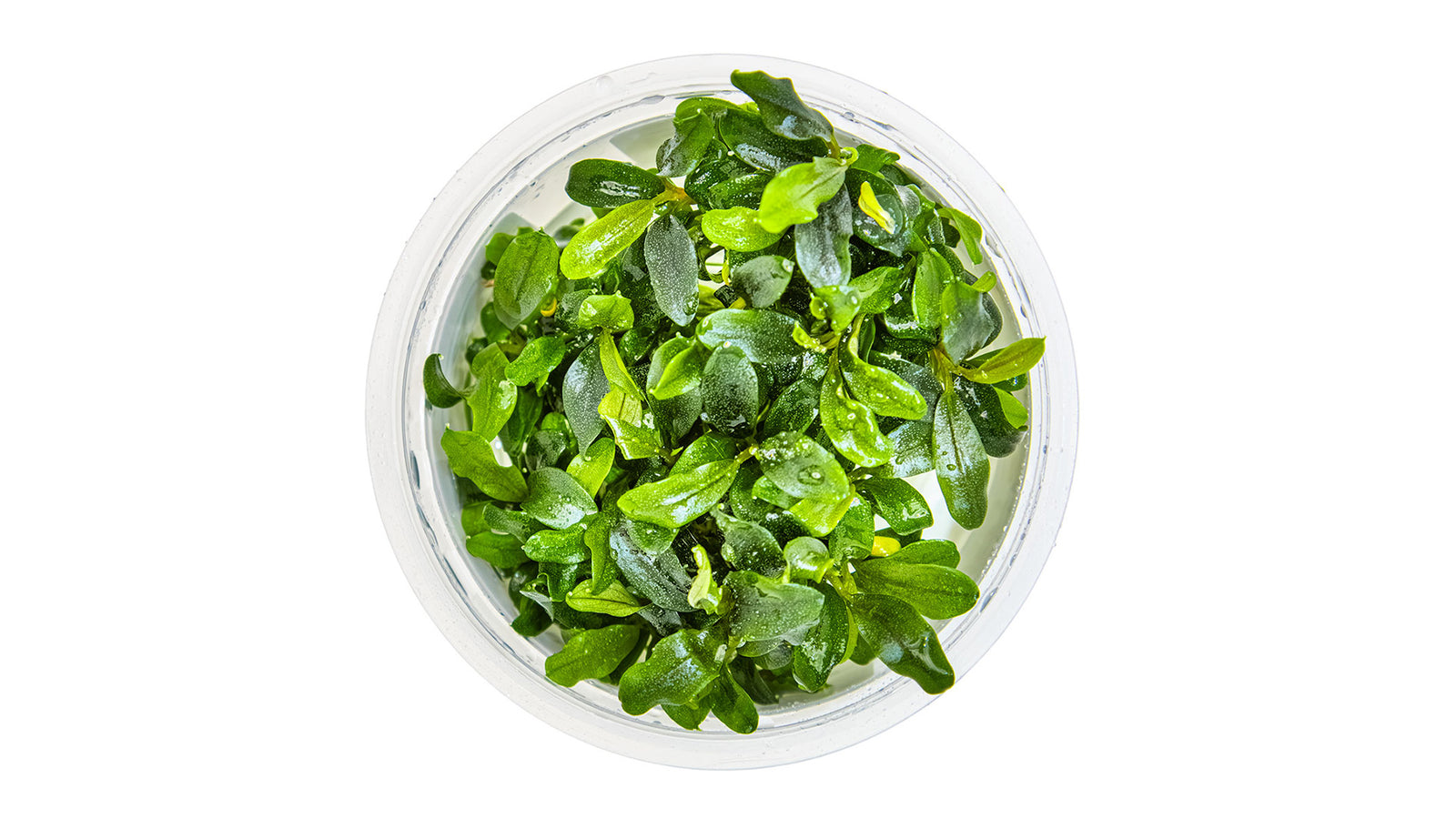 Bucephalandra sp. 'Needle Leaf'