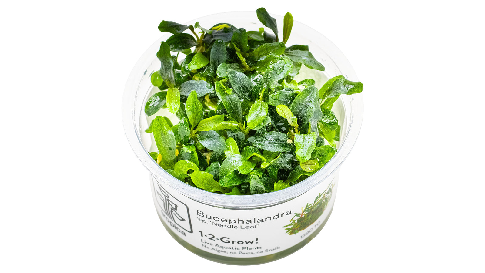 Bucephalandra sp. 'Needle Leaf'