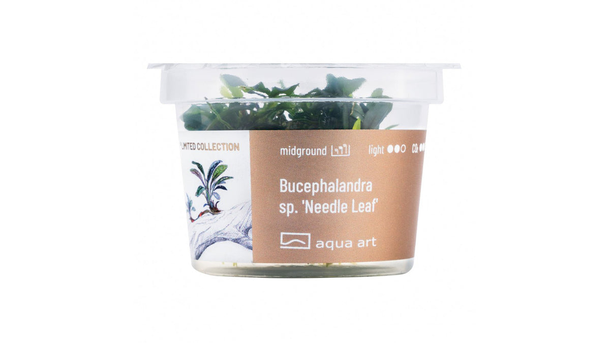 Bucephalandra sp. ’Needle Leaf’ - InVitro