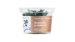 Bucephalandra sp. ’Needle Leaf’ - InVitro
