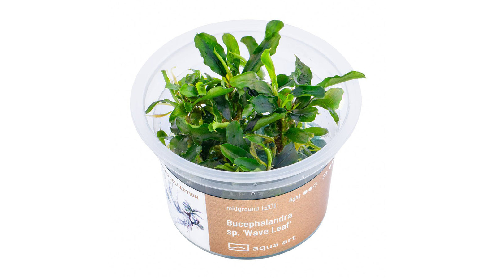 Bucephalandra sp.’Wave Leaf’ - InVitro