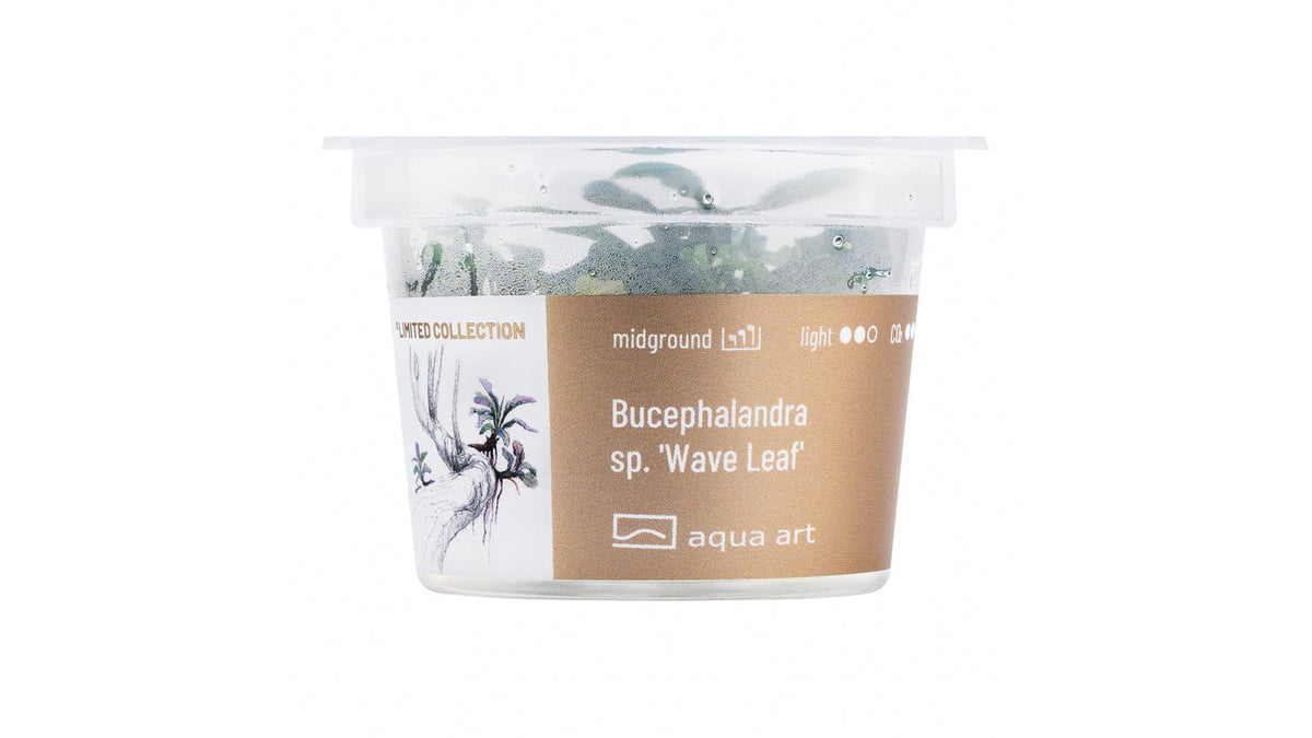 Bucephalandra sp.’Wave Leaf’ - InVitro