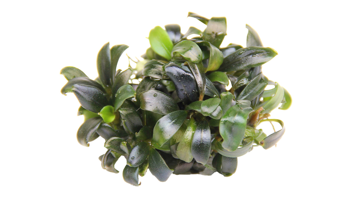 Bucephalandra sp. "Serimbu Brown"