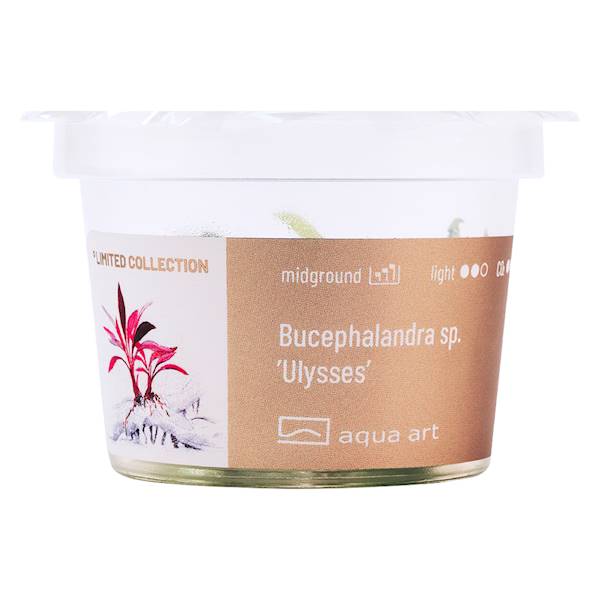 Bucephalandra sp. 'Ulysses' InVitro grün-rotbraune Aquarienpflanze