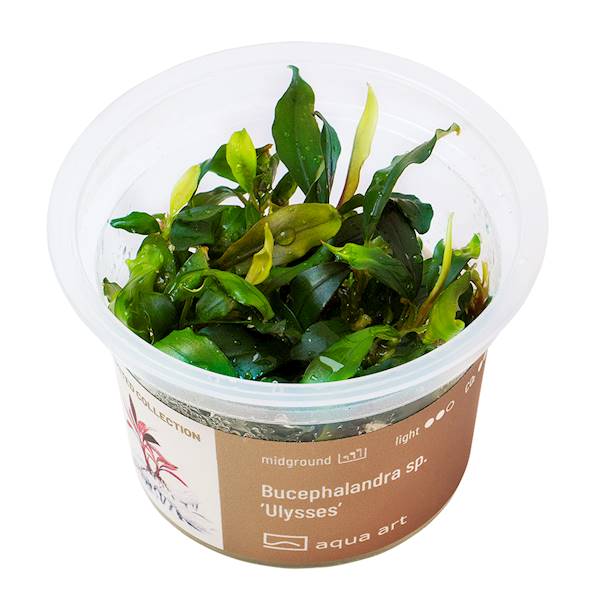Bucephalandra sp. 'Ulysses' InVitro grün-rotbraune Aquarienpflanze
