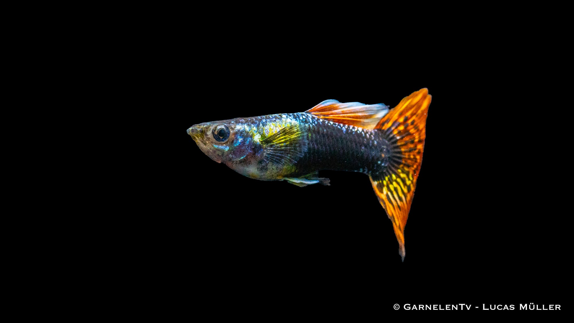 Bunte Guppy Mix Männchen im Aquarium