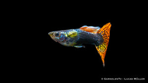 Bunte Guppy Mix Männchen im Aquarium