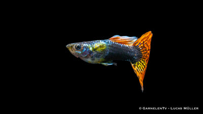 Guppy Mix männlich - Poecilia reticulata