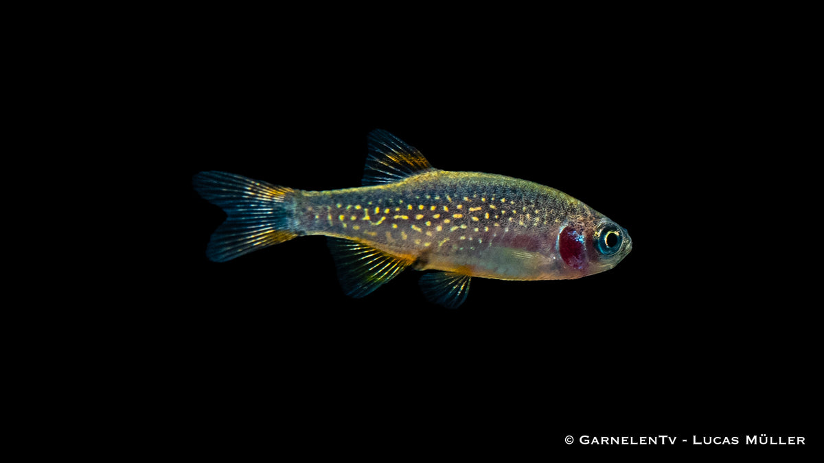 Bunte Perlhuhnbärblinge in einem Aquarienbecken