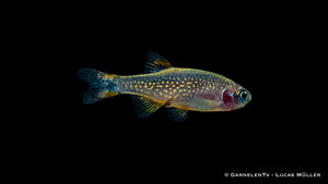 Bunte Perlhuhnbärblinge in einem Aquarienbecken