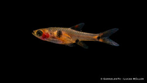 Bunte Zwergbärblinge im Aquarium