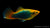 Hawaii Platy Zierfisch im Aquarium
