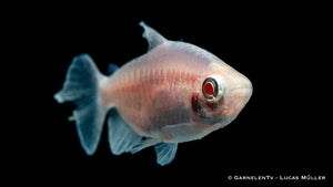 Bunter Kongosalmler Albino in friedlicher Aquariengemeinschaft