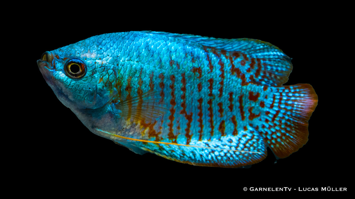 Buntes Zwergfadenfisch Neon (Colisa lalia) schwimmt