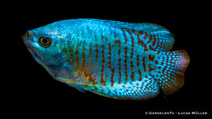 Buntes Zwergfadenfisch Neon (Colisa lalia) schwimmt