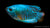 Zwergfadenfisch Neon Colisa lalia im Aquarium
