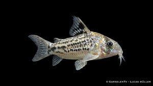 C3 Panzerwels XL Hoplisoma spec. C3 mit kräftigem Körperbau und typischer Panzerwels Zeichnung im Aquarium