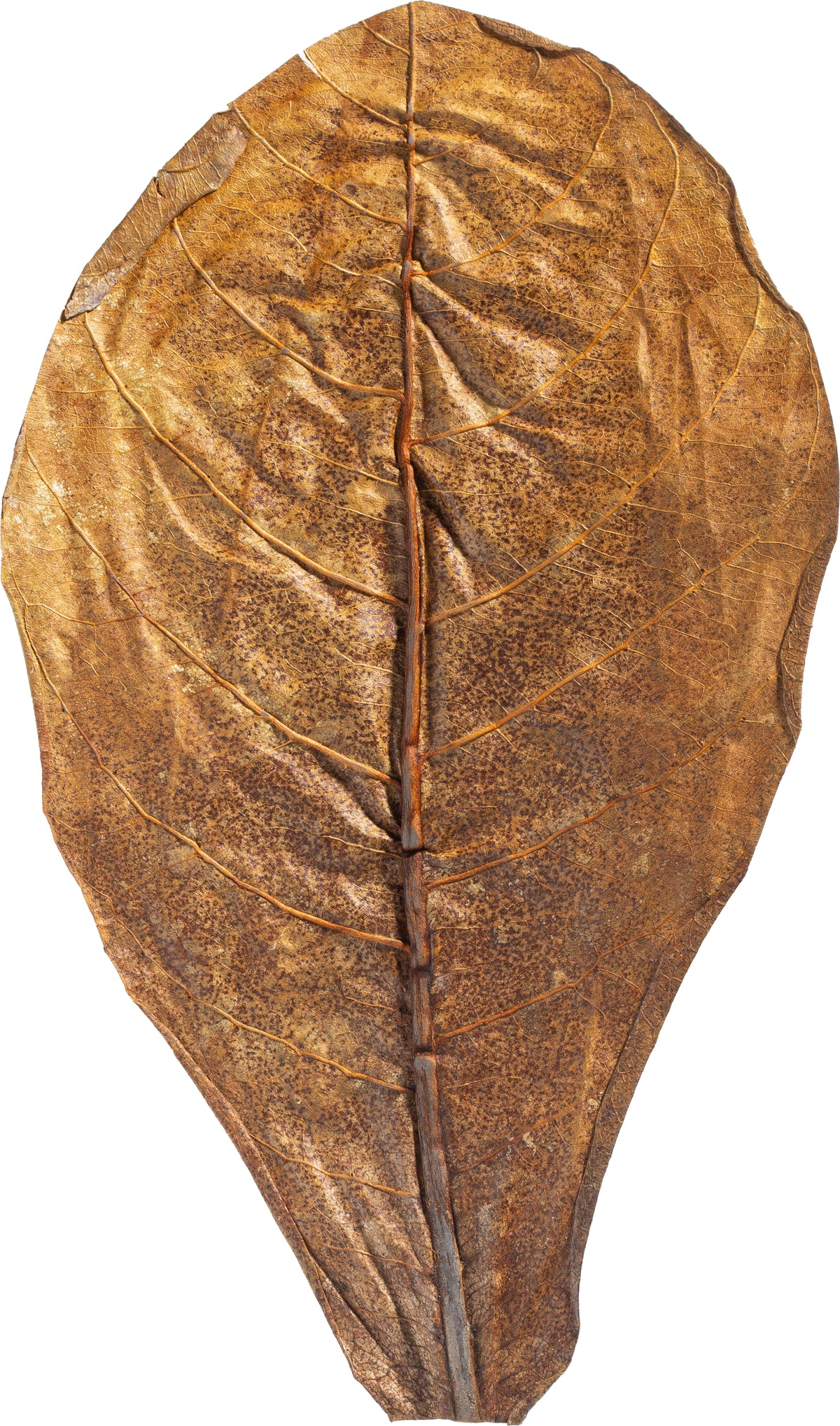 Catappa Leaves in verschiedenen Größen für Aquarien
