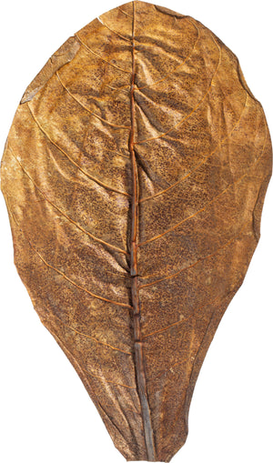 Catappa Leaves in verschiedenen Größen für Aquarien