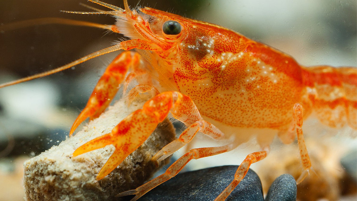 CPO Krebs im Aquarium - Nahaufnahme