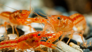 CPO Krebse am fressen von Krebsfutter im Aquarium