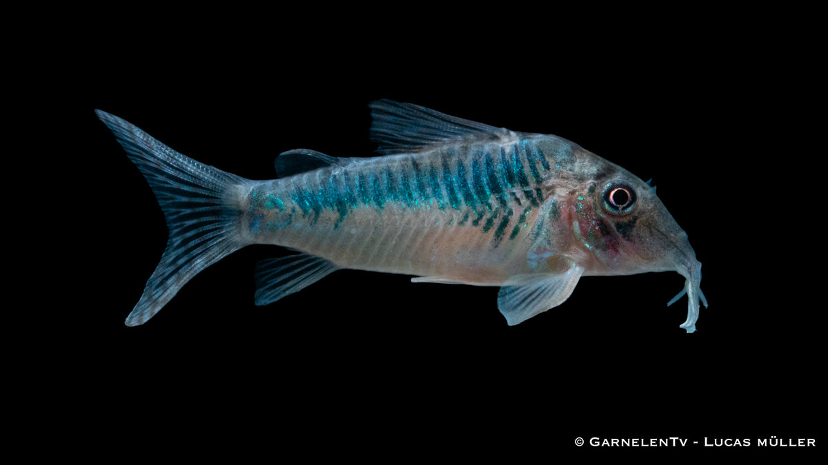 CW 124 Panzerwels Corydoras spec. im Aquarium