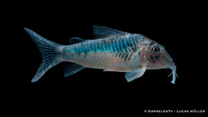 CW 124 Panzerwels Corydoras spec. im Aquarium