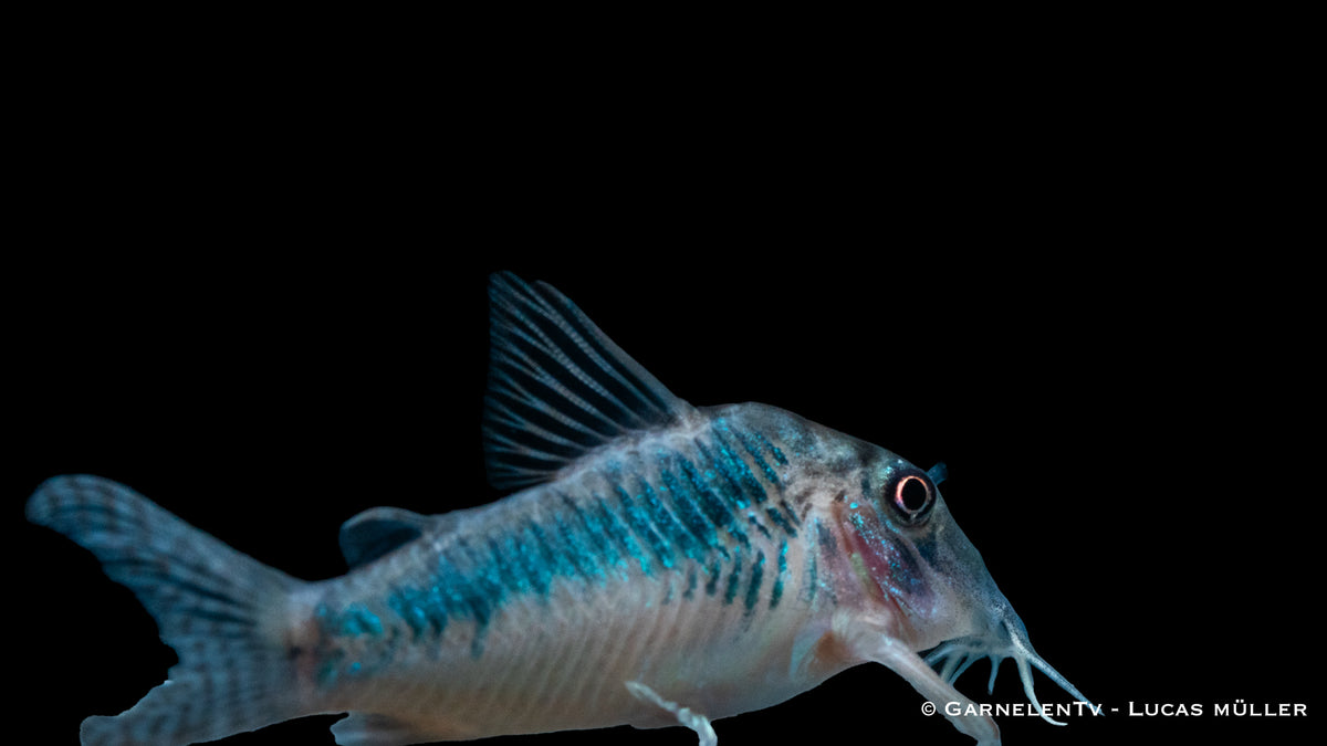 Corydoras spec. CW 124 mit sanften Erdtönen und Mustern