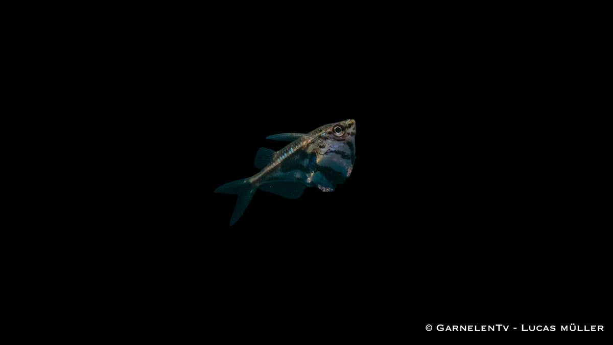 Carnegiella strigata fasciata unter natürlichem Licht