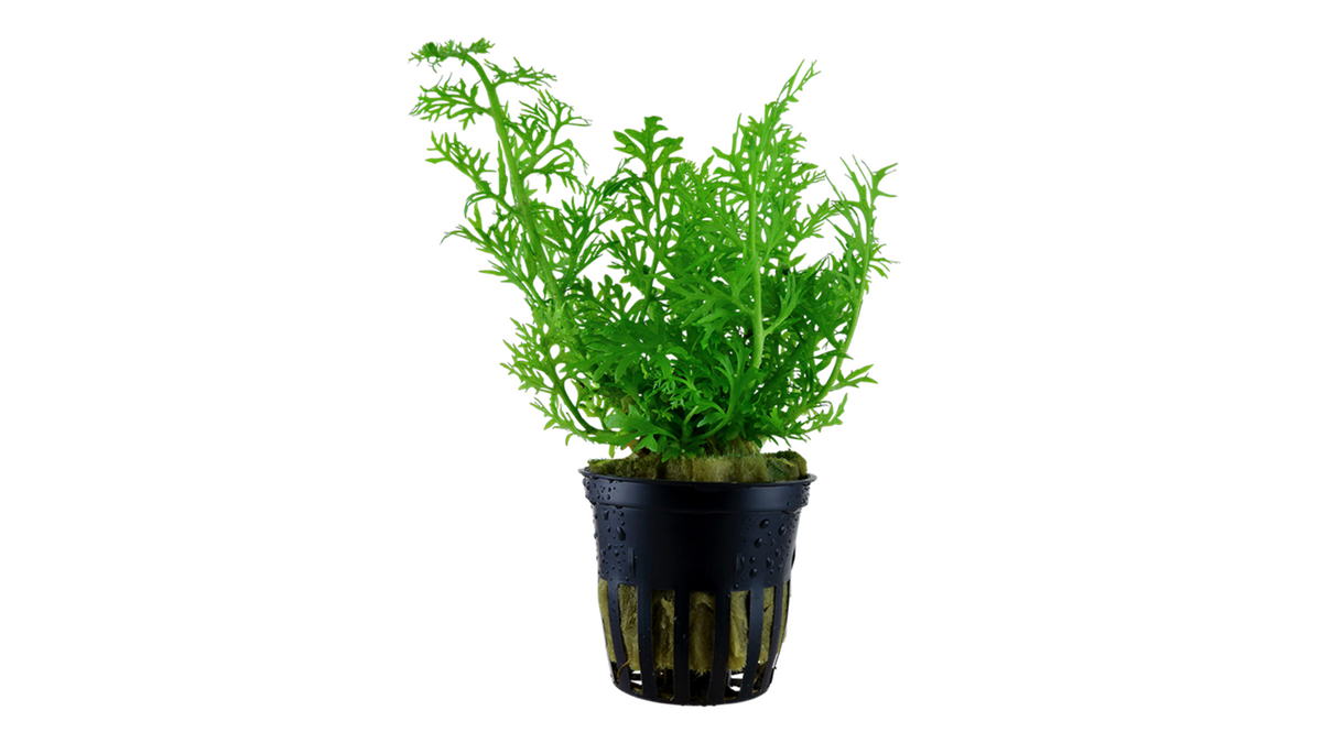 Ceratopteris thalictroides - Tropica