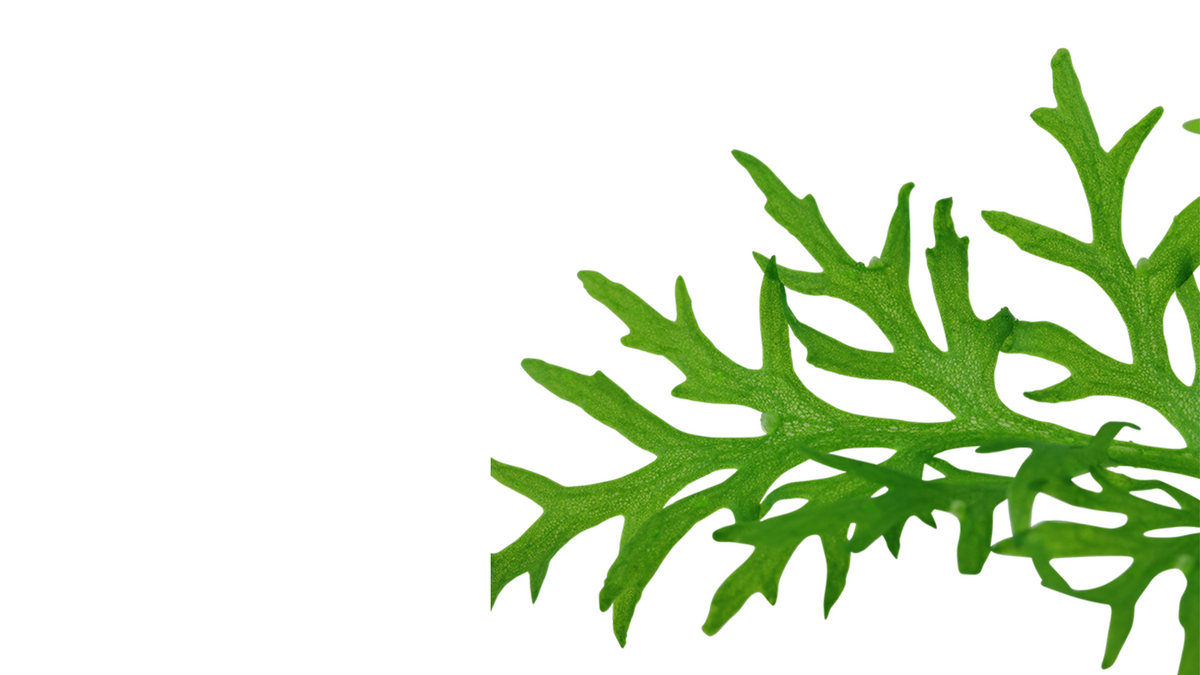 Ceratopteris thalictroides - Tropica