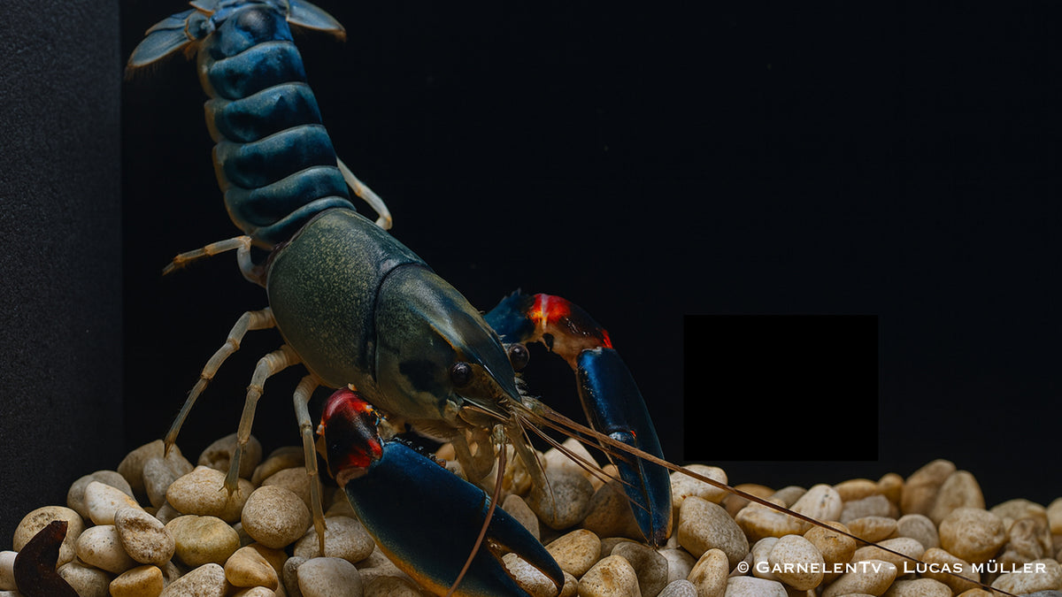 Cherax Nigli Krebs im Aquarium mit Kies
