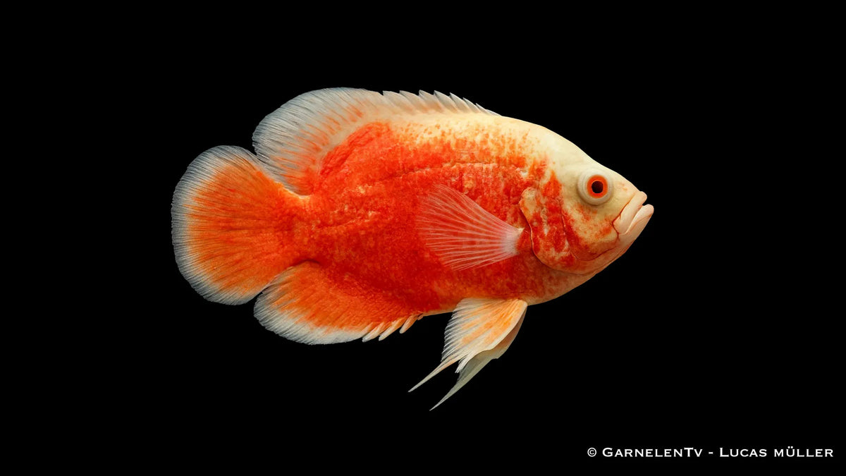 Chilli Oskar 10 bis 12 cm im Aquarium mit kräftiger Farbe, typischer Oskar Haltung und imposanter Buntbarschform