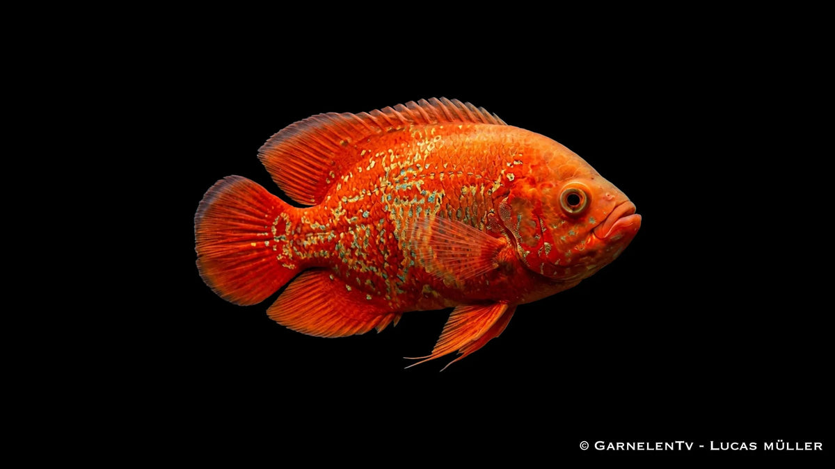 Chilli Oskar Astronotus ocellatus mit intensiver rot oranger Färbung und kräftigem Körperbau im Aquarium