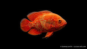Chilli Oskar Astronotus ocellatus mit intensiver rot oranger Färbung und kräftigem Körperbau im Aquarium