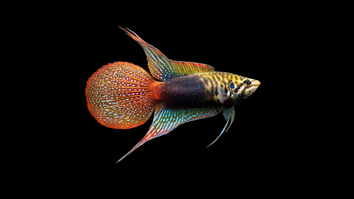 China Makropode Macropodus chinensis mit natürlicher Färbung und schlanker Körperform im Aquarium
