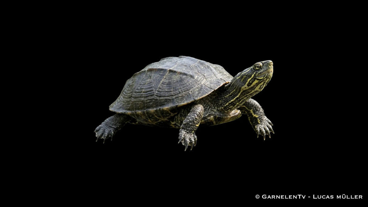 Chinesische Dreikielschildkröte Mauremys reevesii mit dunklem Panzer und typischer Kopfzeichnung im Aquarium
