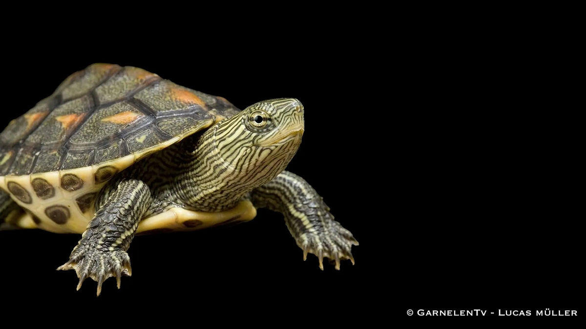 Chinesische Streifenschildkröte Mauremys sinensis mit markanten Kopfstreifen und natürlicher Panzerzeichnung im Aquarium