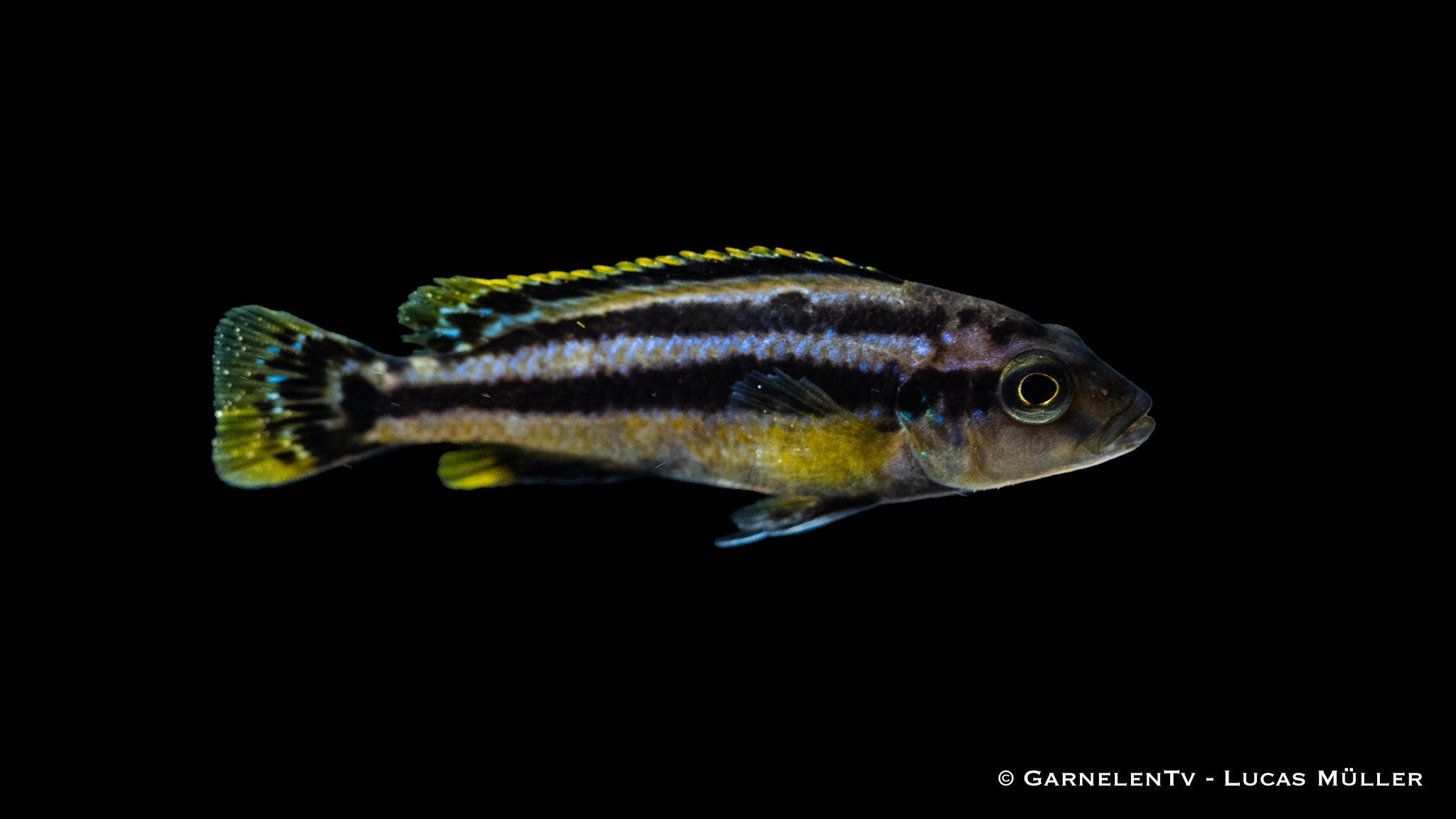 Chipoka Maulbrüter - Melanochromis chipokae (DNZ)